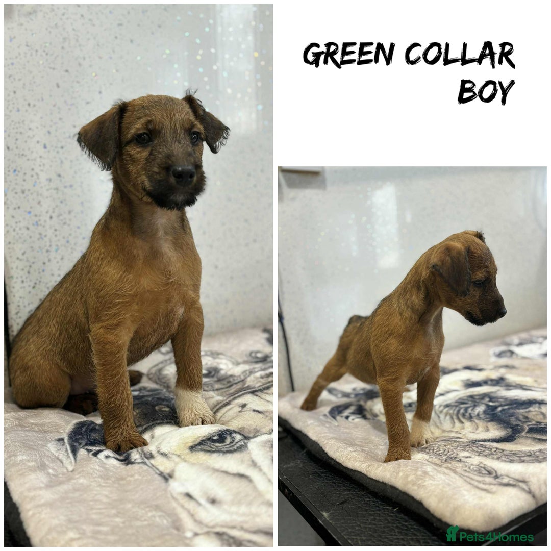 Lakeland Terrier dogs for sale: Lakeland terrier puppies  - Image 12