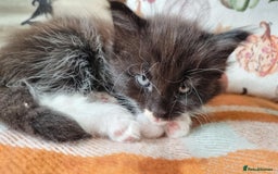 Mixed Breed cats for sale: Gorgeous Large Maine Coon Cross Kittens - Image 29