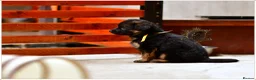 German Shepherd dogs for sale: LONGHAIRED SHOW TYPE GSD PUPPIES KC DNA - Advert 3