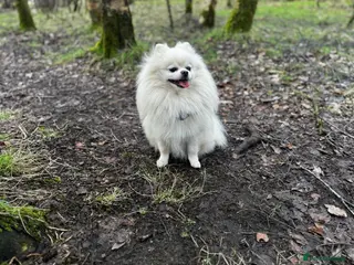 Pomeranian dogs KC FCI Pomeranian for stud - Advert 6