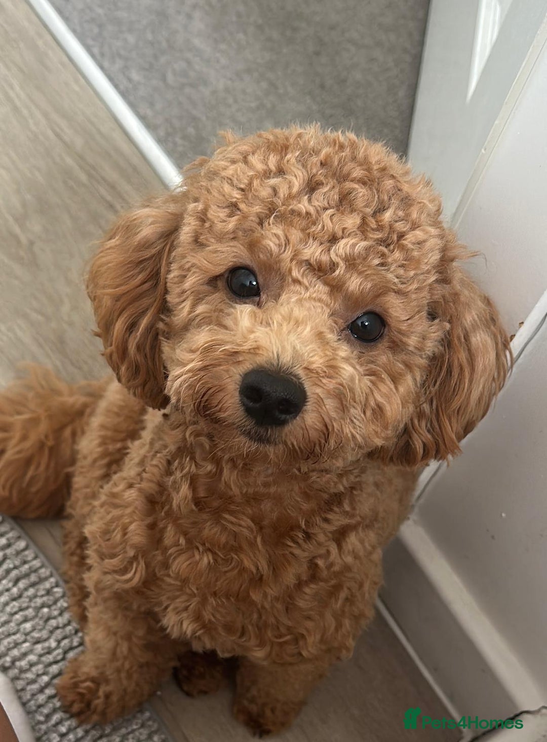 Maltipoo dogs for stud: Beautiful Maltipoo Stud Available - Image 6