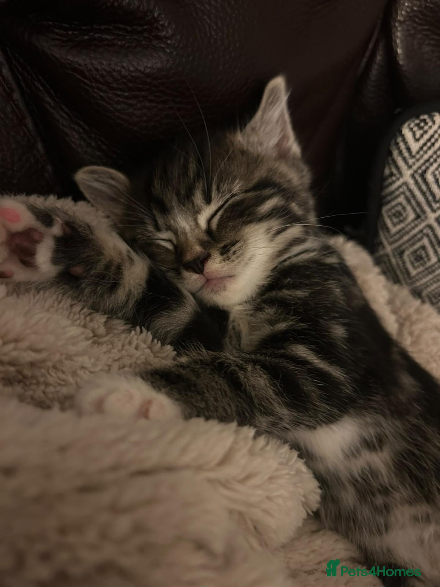 Mixed Breed cats tabby kittens  - Advert 1