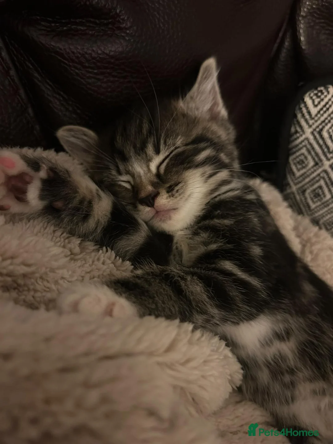 Mixed Breed cats for sale: tabby kittens  - Advert 1