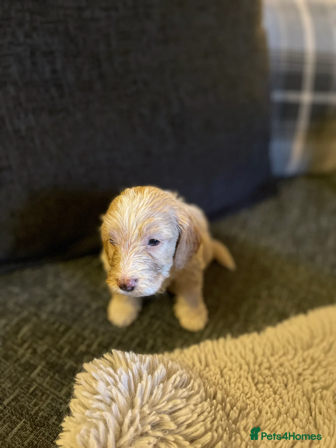 Cockapoo dogs for sale: f1 stunning toy cockerpoo  - Advert 11