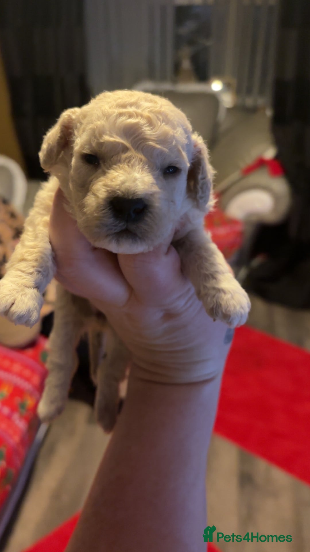 Miniature Poodle dogs for sale: Poodle puppies - Advert 27