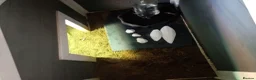 Tortoise reptiles for sale: 2 tortoise and full set up - Advert 4