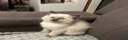 Ragdoll cats for sale: Kittens - Advert 3