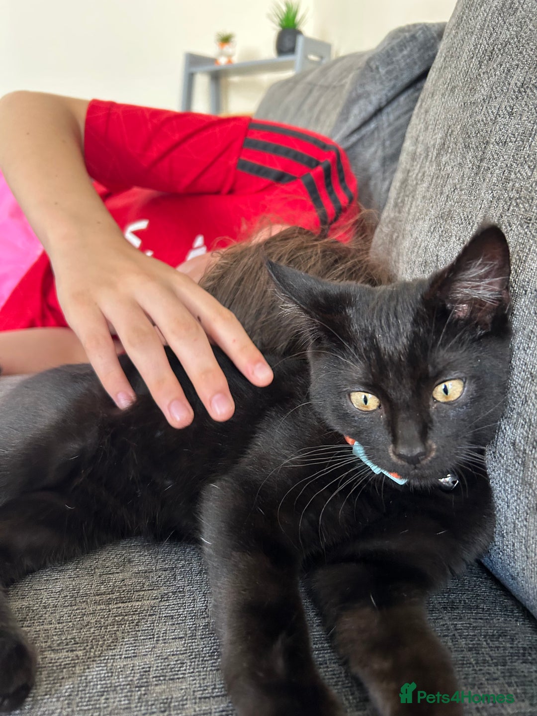 Bombay cats for sale: loki- 7 month old bombay  - Advert 8