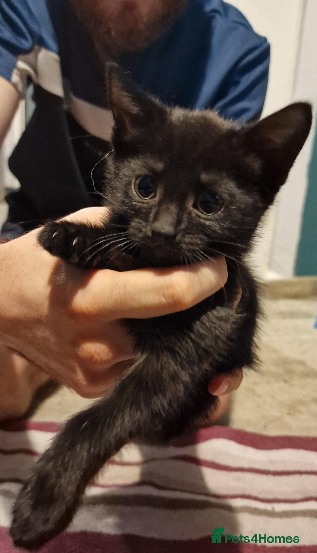 Mixed Breed cats for sale: 2 lovely black kittens  - Image 5