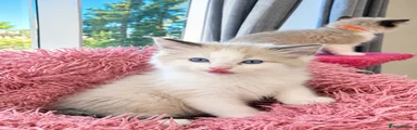 Ragdoll 1
