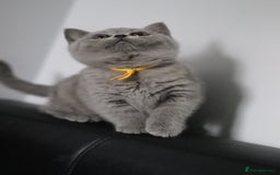 British Shorthair cats for sale: ✨️Outstanding GCCF Grand Chmp Line BSH ❤️ - Image 5
