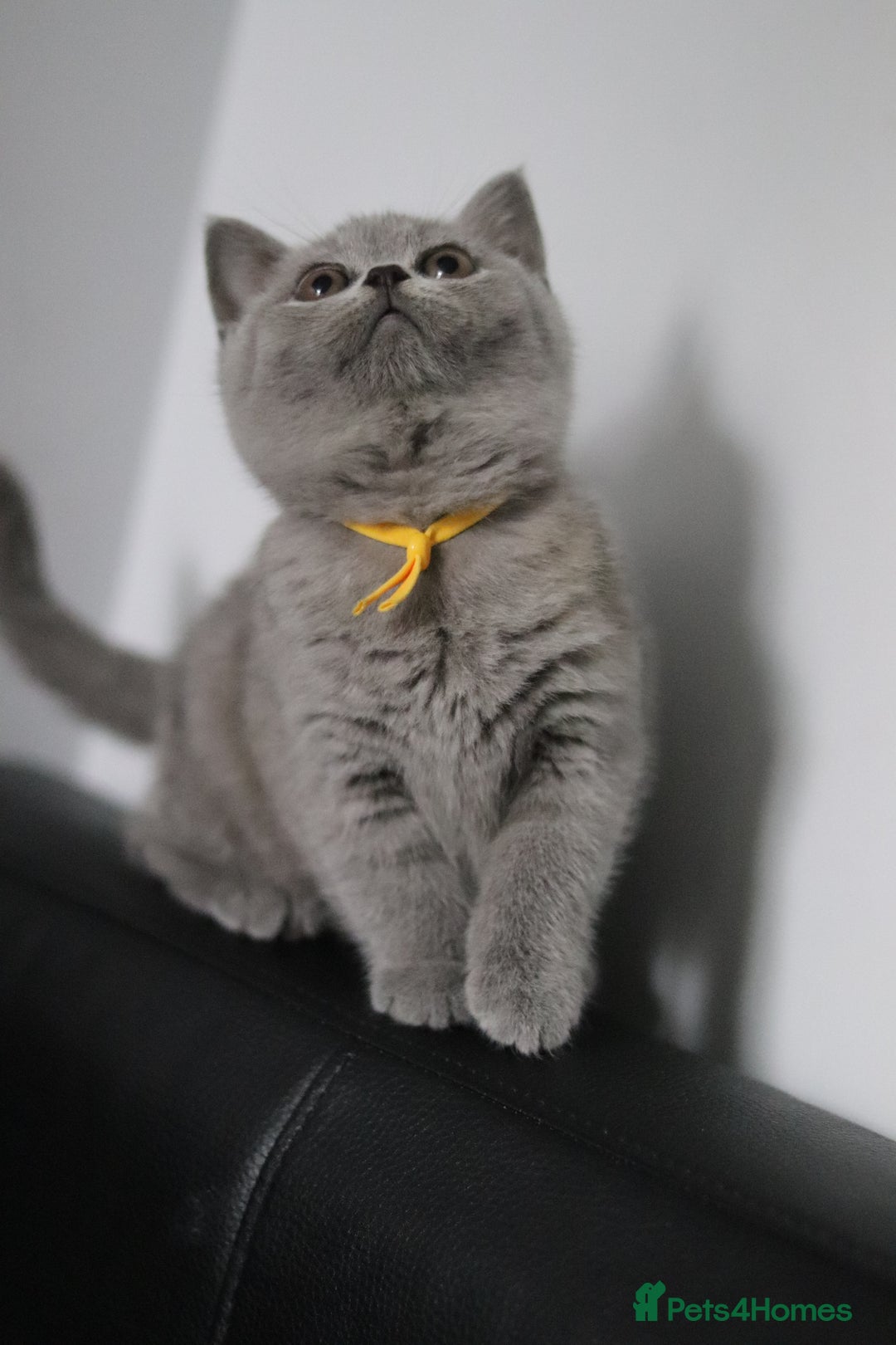 British Shorthair cats for sale: ✨️Outstanding GCCF Grand Chmp Line BSH ❤️ - Image 5