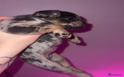 French Bulldog dogs for sale: French Bulldog Puppies  - Image 29