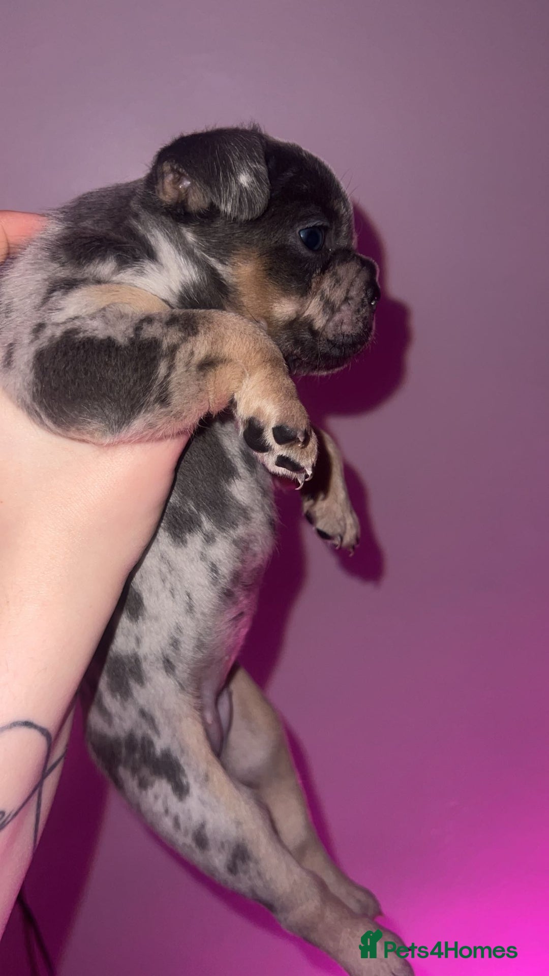 French Bulldog dogs for sale: French Bulldog Puppies  - Image 29