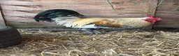 Mixed Breed poultry for sale: Gorgeous rooster 🐓 - Advert 3