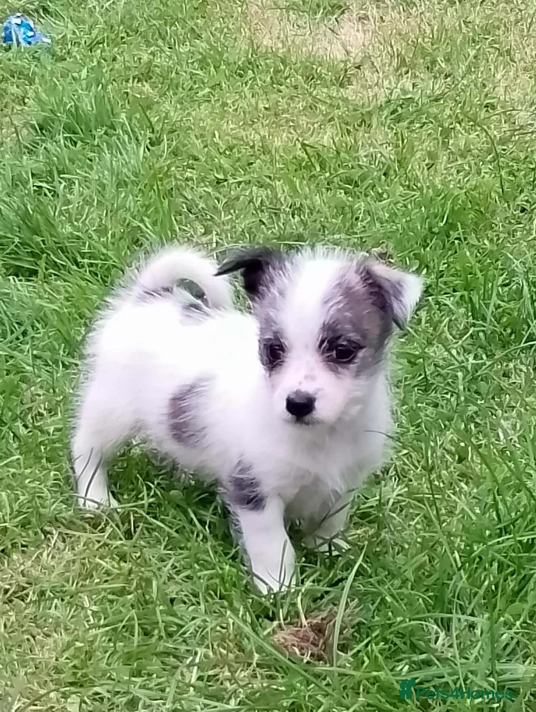 Mixed Breed dogs for sale: Adorable fluffy Maltese x jack  - Advert 2
