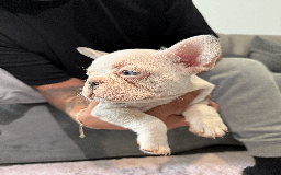 French Bulldog dogs for sale: French Bulldog Puppies for Sale Top Quality,  - Image 17