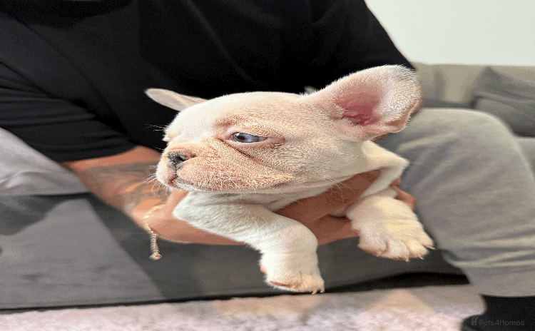French Bulldog dogs - Advert 3