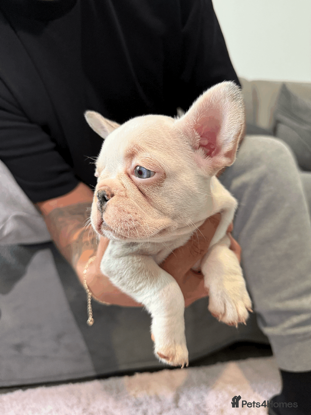 French Bulldog dogs for sale: French Bulldog Puppies for Sale Top Quality,  - Image 17
