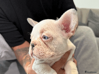 French Bulldog dogs - Advert 20