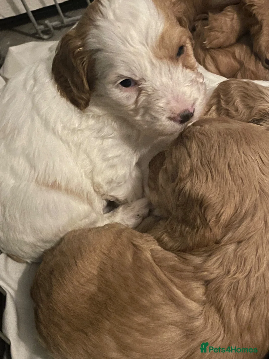 Cockapoo dogs for sale: F1 Gorgeous Cockerpoo Babies in Lancaster - Advert 5