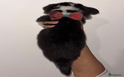 Welsh Corgi Pembroke dogs for sale: Welsh Pembroke corgis  - Image 22