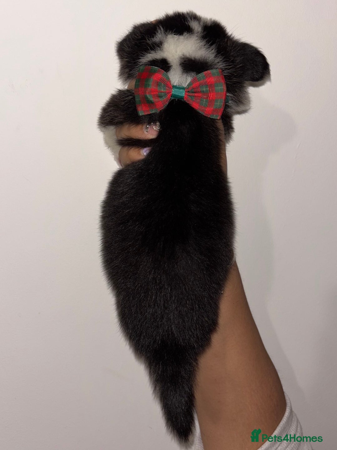 Welsh Corgi Pembroke dogs for sale: Welsh Pembroke corgis  - Image 22