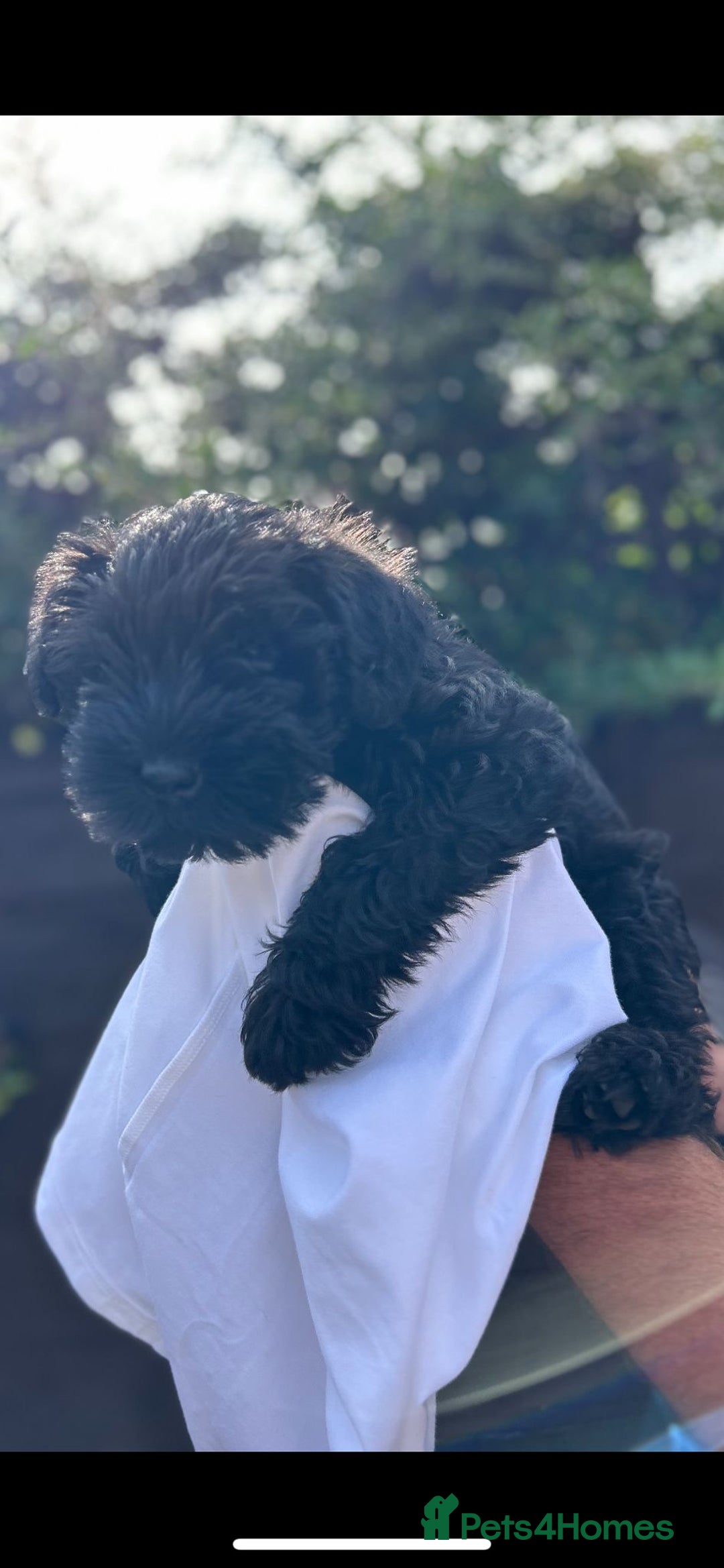 Miniature Schnauzer dogs for sale: Miniature schnauzer puppy - Image 2