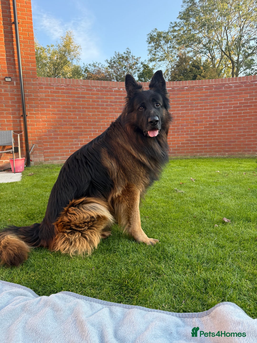 German Shepherd dogs for sale: Adorable German Shepherd Puppies  - Image 3