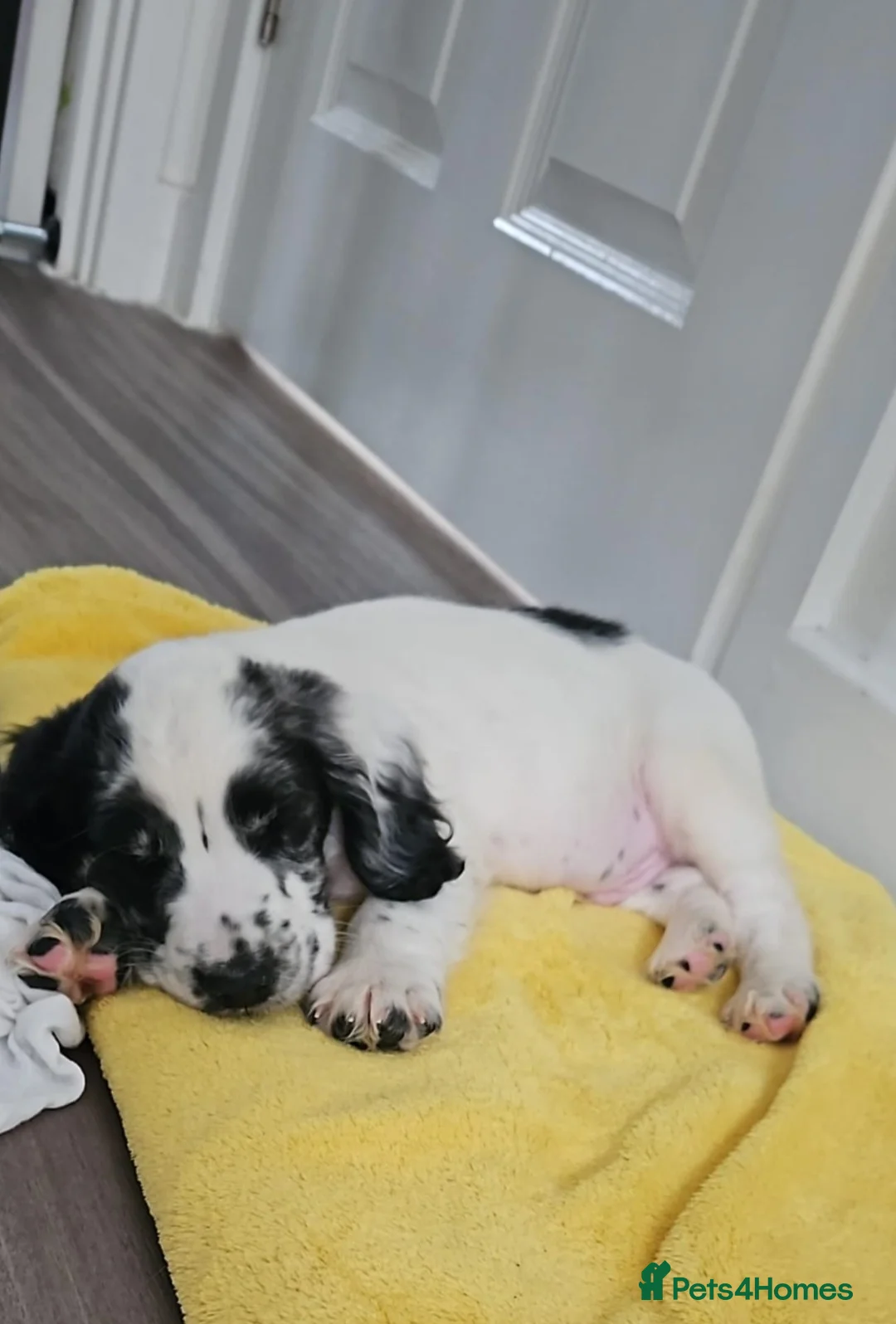 Cocker Spaniel dogs for sale: Cocker Spaniel - Advert 2