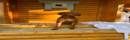 Hungarian Vizsla dogs for stud: KC registered, World Champion blood line stud.  - Advert 5