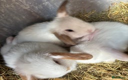 Mini Lop rabbits for sale: Mini Lops - Image 1