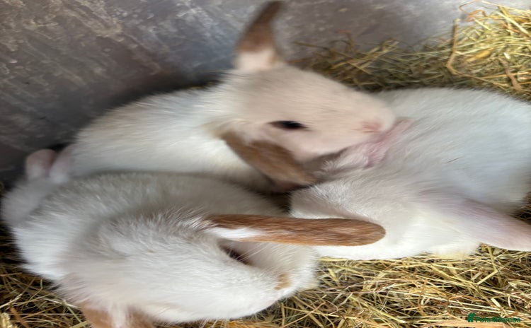 Mini Lop rabbits - Advert 10