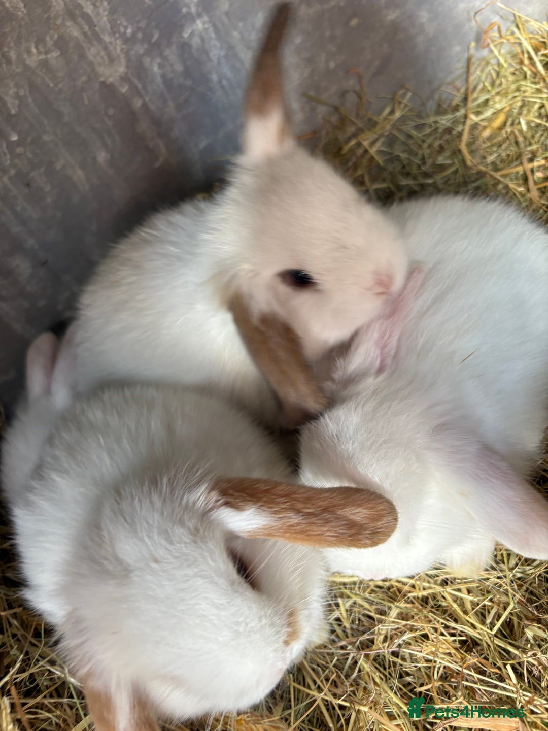 Mini Lop rabbits for sale: Mini Lops - Image 1