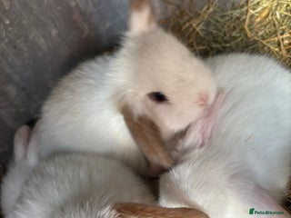 Mini Lop rabbits - Advert 13