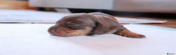 Miniature Dachshund dogs for sale: KC mini dachshund for sale - Advert 5