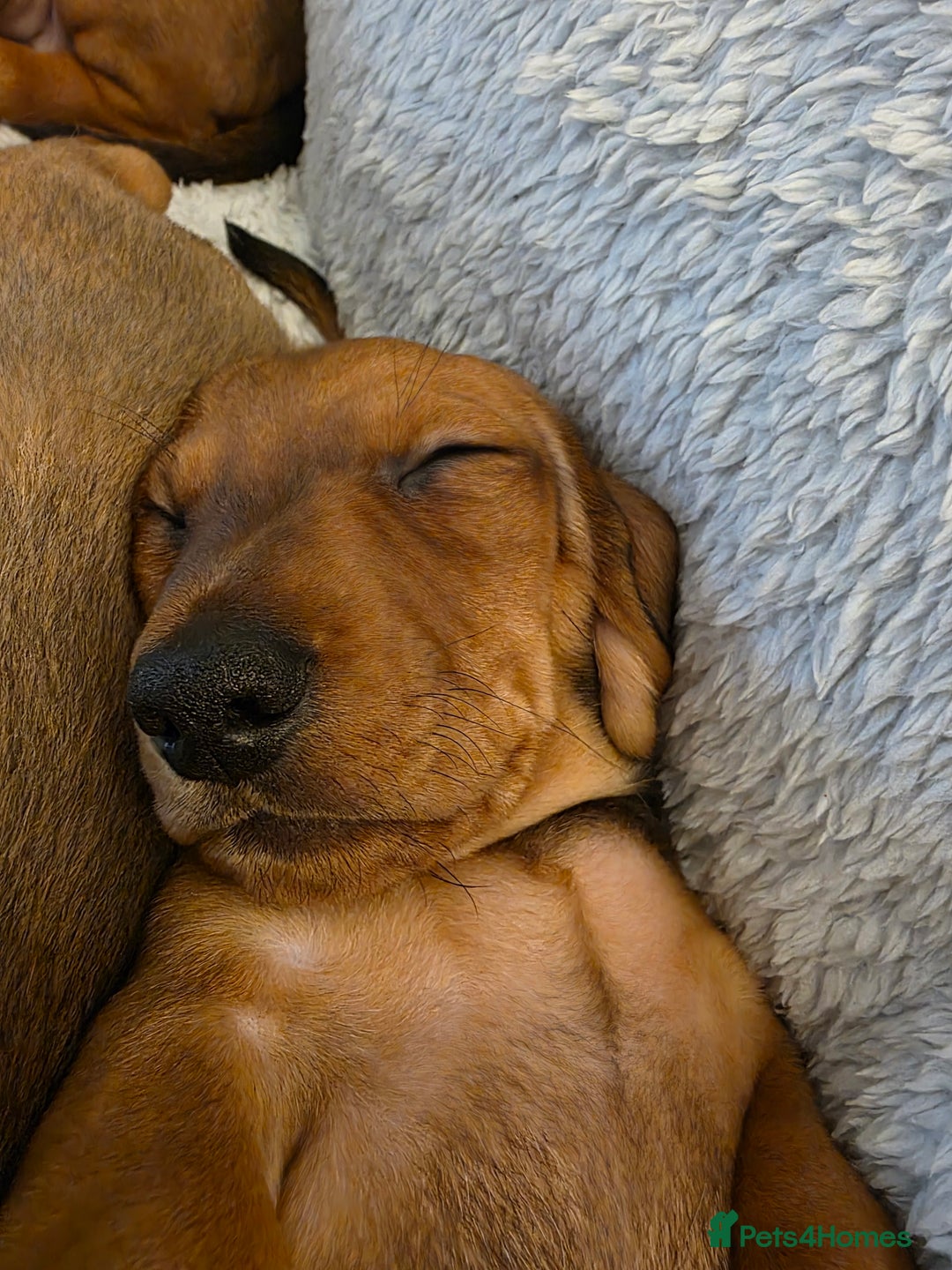 Miniature Dachshund dogs for sale: Miniture dashaunds  - Advert 6