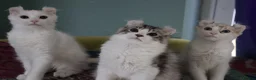 American Curl cats for sale: Beautiful, playful Rare American Curl Kittens - Advert 10