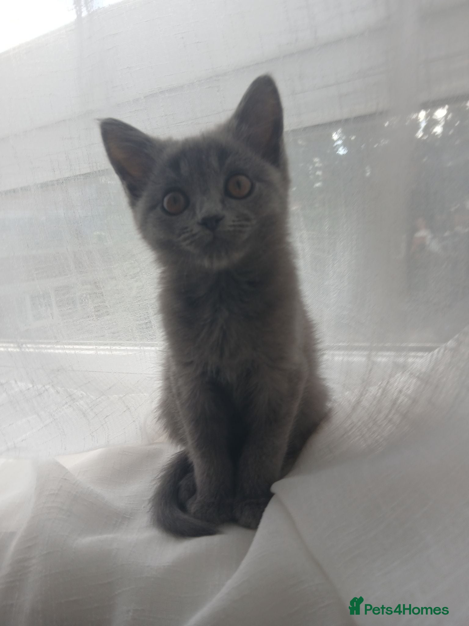 Russian Blue cats Last girl - Advert 1