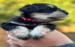 Miniature Schnauzer dogs for sale: Adorable KC registered Miniature Schnauzers - Image 22