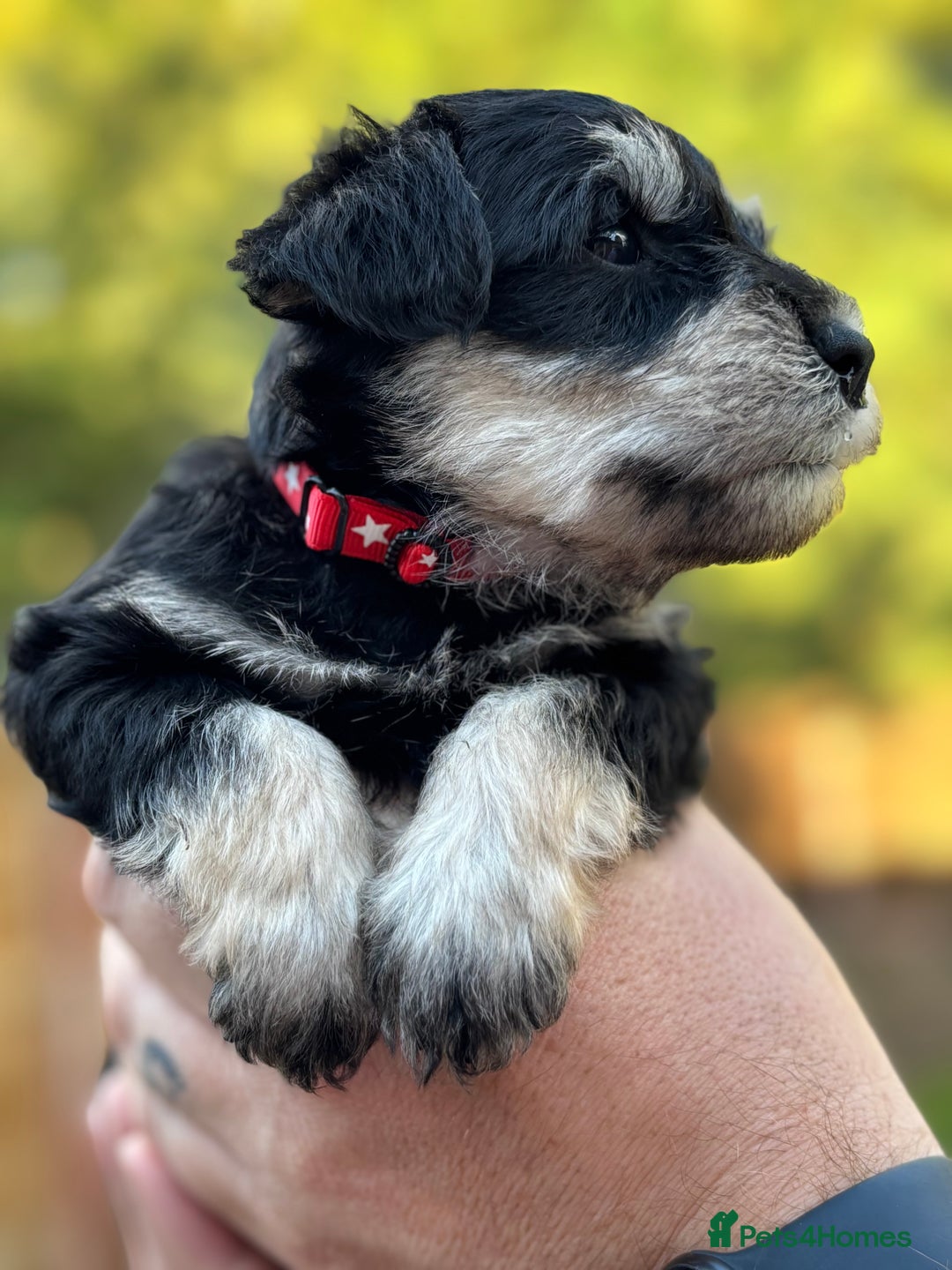 Miniature Schnauzer dogs for sale: Adorable KC registered Miniature Schnauzers - Image 22