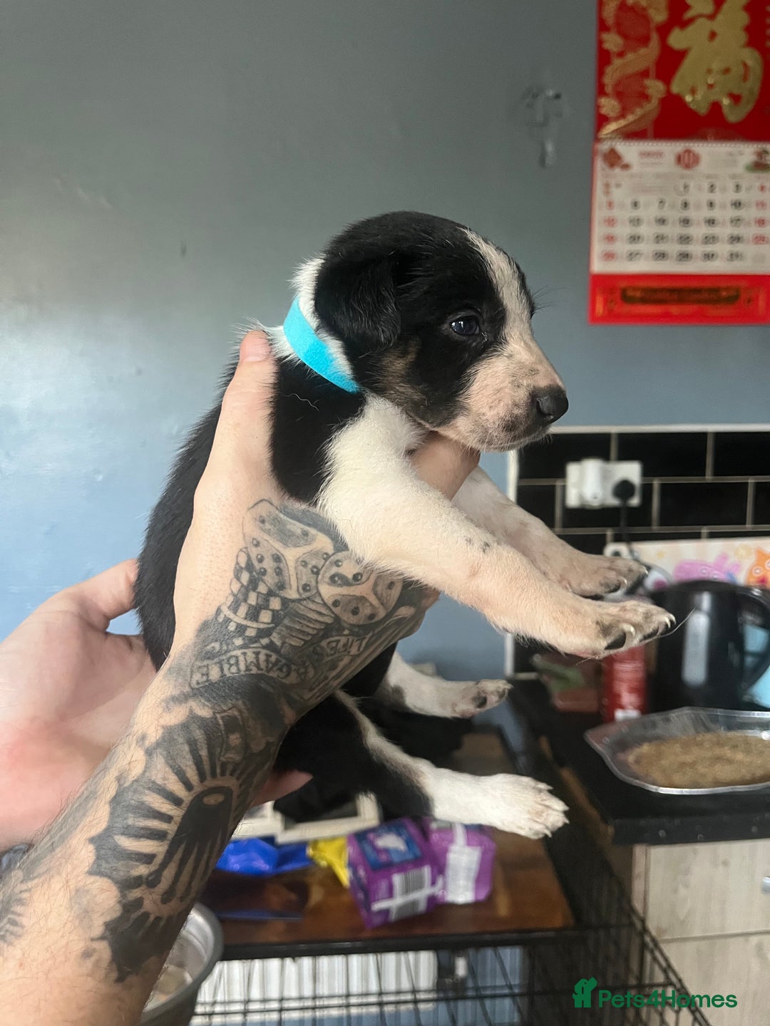 Border Collie dogs for sale: Border collie puppies - Image 16