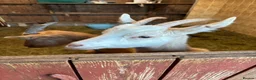 Goats livestock for sale: 2 Golden Guernsey Goats - Advert 5