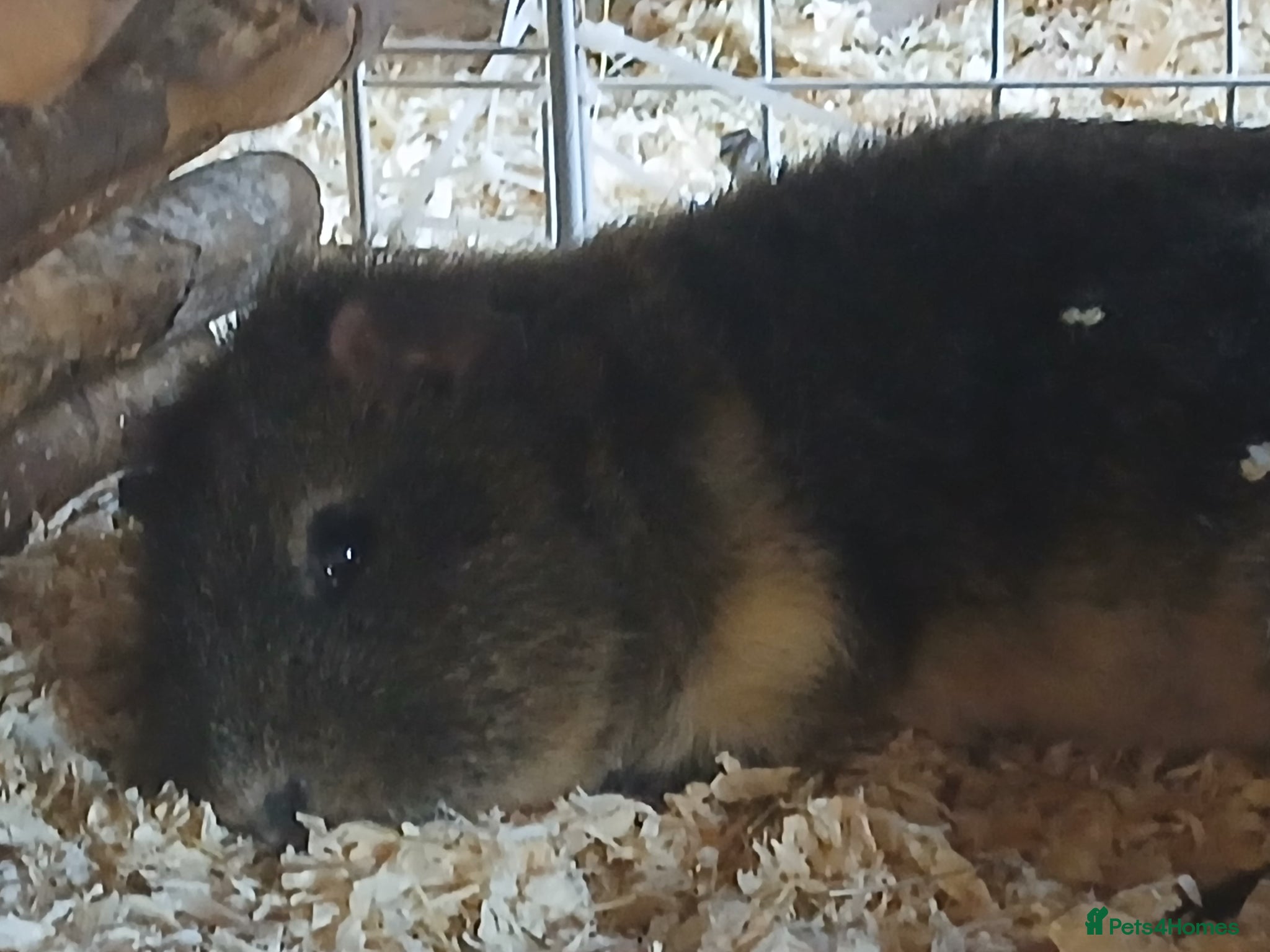 Guinea Pig rodents Bonded Boar Guinea Pigs for sale - Advert 2