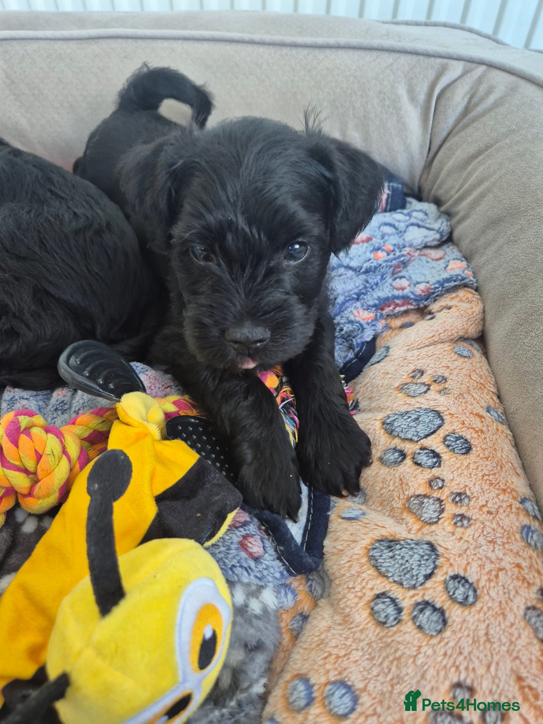 Miniature Schnauzer dogs for sale: Adorable KC Reg Miniature Schnauzer Puppies - Image 11