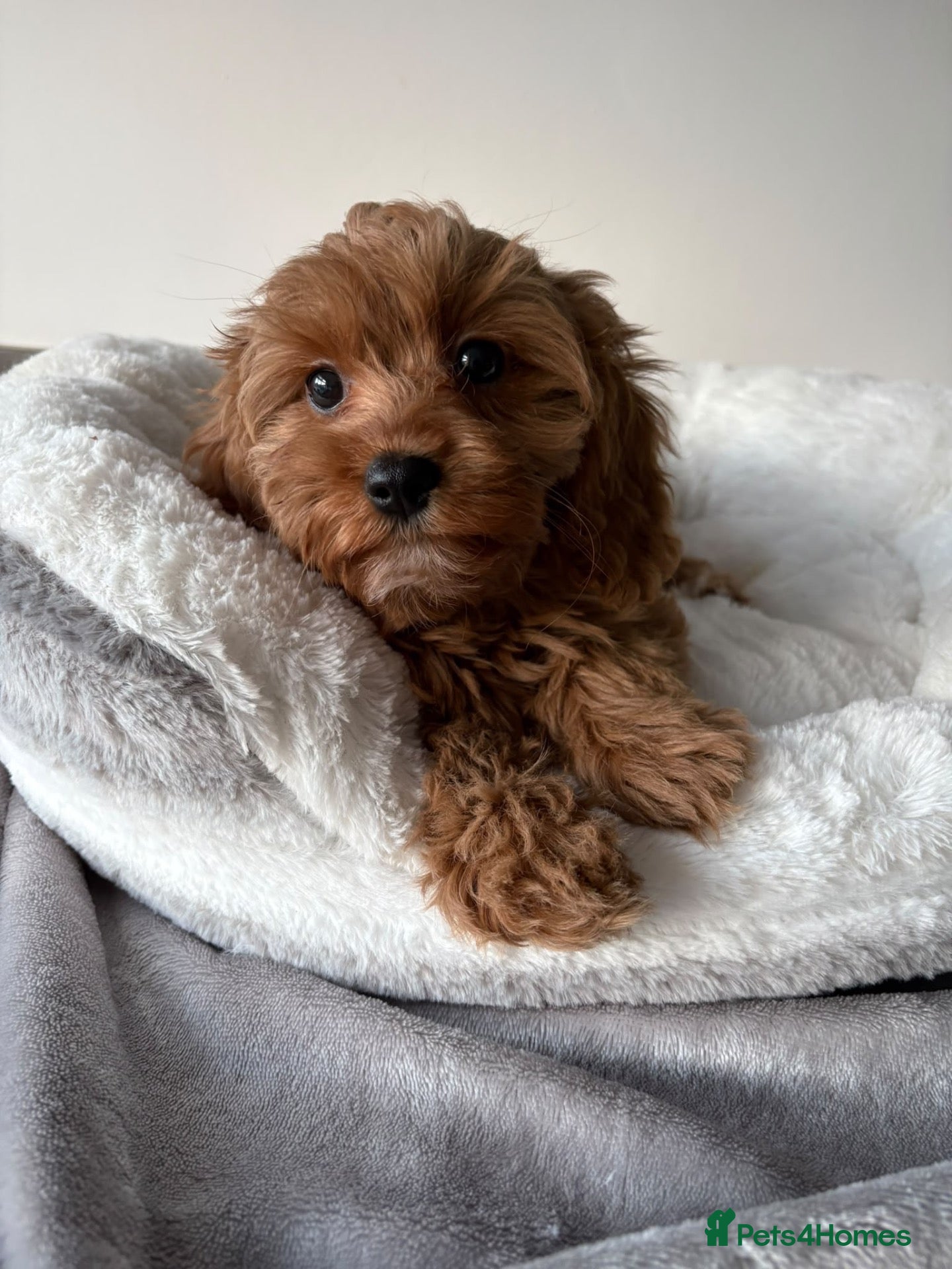 Cavapoo dogs Health Tested Cavapoo Puppies - Advert 2