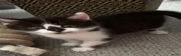 Mixed Breed cats for sale: Beautiful black-white male kitten, 3 months old in Minehead - Advert 14