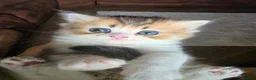 Munchkin cats for sale: Scottish Kilts ( MUNCHKIN FOLD) kittens 😸  in Gloucester - Advert 32