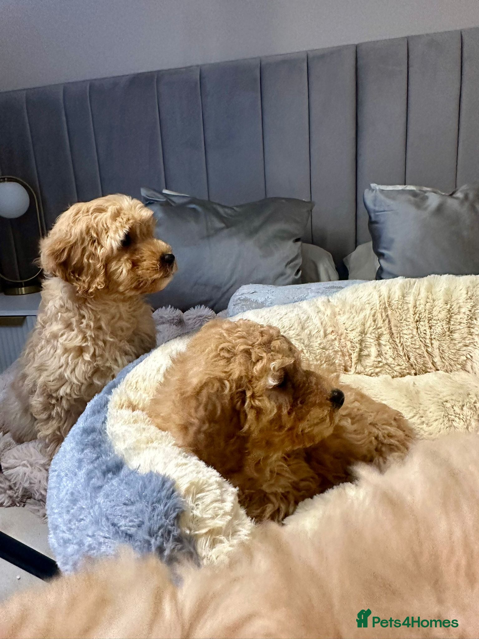 Cavapoo dogs Cavapoo puppies  - Advert 13