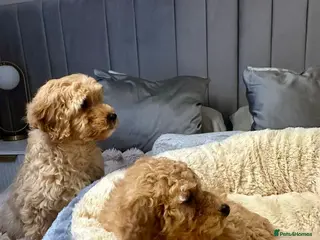 Cavapoo dogs Cavapoo puppies - Advert 1